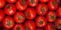 Bayer tackles vitamin D deficiency with gene-edited tomatoes, enhanced lettuce greens