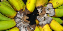 Are bananas at risk of extinction? Many varieties are, but gene editing offers a solution