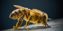 Bees can count, recognize human faces and learn how to use tools. Does that mean they’re conscious?