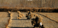 China approves gene edited wheat, in major move to embrace biotechnology solutions for food security
