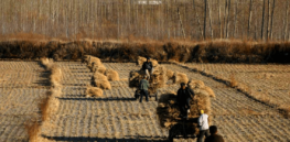 China approves gene edited wheat, in major move to embrace biotechnology solutions for food security