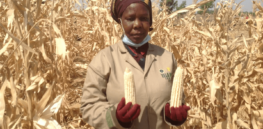 ‘It was a big challenge to dispel the narrative that TELA Maize is harmful’: Biotechnology solutions spearheaded by Nigerian scientists can address crop diseases, pests, and unpredictable climate conditions