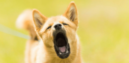 Canine communication: Here’s what your dog is trying to tell you