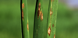 China develops gene-edited rice variety that could resist debilitating crop disease