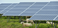 Grazing sheep under solar panels? How ‘intercropping’ livestock and clean energy boosts animal wellfare and farmer incomes