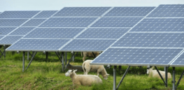 Grazing sheep under solar panels? How ‘intercropping’ livestock and clean energy boosts animal wellfare and farmer incomes
