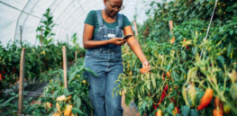 Viewpoint: 'Complaining about failing crop yields in Africa without posing a solution is whining’ — Here's what's needed to reverse it