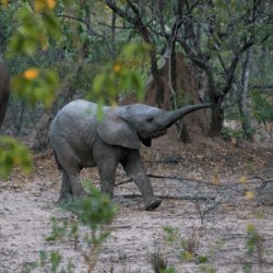 What's in a name? Elephants, along with parrots and dolphins appear to identify each other