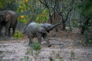 What's in a name? Elephants, along with parrots and dolphins appear to identify each other
