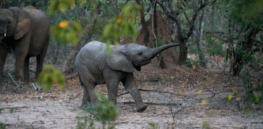 What's in a name? Elephants, along with parrots and dolphins appear to identify each other