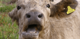 Methane-releasing cow ‘burps’ are a major global contributor to climate instability. Could a vaccine fix that?
