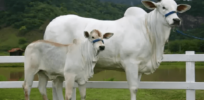 ‘She is the closest to perfection that we've attained so far’: Here’s why this $4 million cow may change the future of Brazil's beef industry