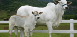 ‘She is the closest to perfection that we've attained so far’: Here’s why this $4 million cow may change the future of Brazil's beef industry