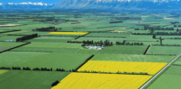Viewpoint: For nearly 3 decades, New Zealand has neglected GMO technology. Here’s why that needs to change