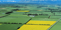 Viewpoint: For nearly 3 decades, New Zealand has neglected GMO technology. Here’s why that needs to change