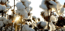 Australia approves commercial planting of genetically modified cotton