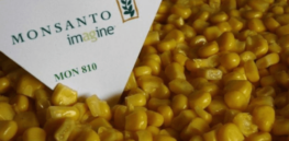 Here’s why Europe’s only GMO crop approved for cultivation is gradually being abandoned