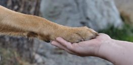 Pup science: ‘Peering deep into the bodies and minds of cats and dogs to understand why we, and they, bond'