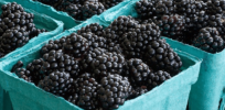 Seedless, thorn free blackberries? With the help of CRISPR, startup Pairwise aims to get fruit on store shelves within a few years
