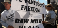 Right-wing influencers attempt to convince followers that drinking potentially virus-carrying raw milk provides ‘benefits’