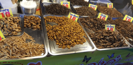 Yuck factor: Insect protein foods would yield enormous climate change benefits — but acceptance remains a slow slog