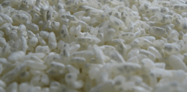 Let them eat… mold? CRISPR gene-edited mushroom derivative used to ferment soy sauce can enhance nutrition and flavor of meat-free proteins
