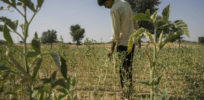 AI advantage: Why embracing precision gene editing will help India grow food in a climate change challenged world