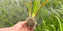 Responding to 'eco-terrorist' attack on rice varietal engineered to resist disease, Italian government recommits to science