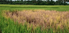 Fighting crop diseases: Replacing crop chemicals by using gene-editing and other new breeding techniques