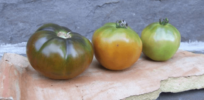 Chill-proof tomatoes? CRISPR gene-editing breakthrough