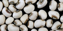 Ghana approves first biotech crop — Pest-resistant black-eyed peas