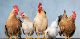 Viewpoint: Avian flu is ‘wreaking havoc on poultry farms and spreading among cattle herds.’ Could it become a full-blown pandemic?