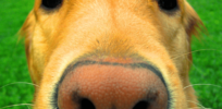 Dogs not only can smell stress in human sweat — they also react to it emotionally