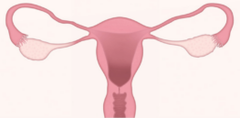 Removing both ovaries can have overlooked brain health consequences in the long run