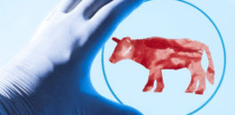 Politics of lab grown meat: Democrats open to innovation, Republicans mostly oppose it