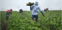 Why organic food costs so much: Hand weeding