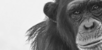 How did current ape species found in Africa evolve?