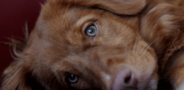Worried about having a blind puppy? Now there is a screen for it