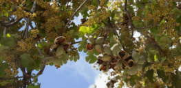 Viewpoint: Environmental trade-offs are more important than knee jerk, feel-good chemophobia — Pistachio growers make the case for paraquat