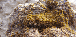 This desert moss can survive freezing temperatures and intense radiation. Might it be the first plant to grow on Mars?