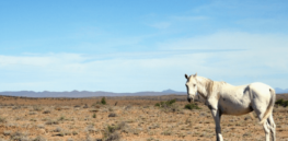From ‘lifeless dust’ to livestock farm: Farmer credits regenerative agriculture for soil transformation