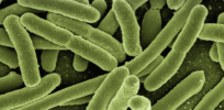 Our intestines are teeming with bacteria. Could bloodstreams have a microbiome too?