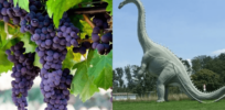 ‘Forest reset’: When dinosaurs went extinct, rainforests thrived — allowing new vining grapes to evolve