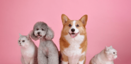 Does having a dog improve your health? Digging into the fuzzy science of pet ownership
