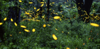 Synthetic fireflies? Identifying contaminated water with gene-edited cells that light up when they detect pollutants