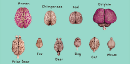 Why do some animals have bigger brains than others?