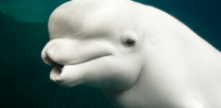 What is intelligence? Categorizing the myriad ways animals and humans ‘reason’