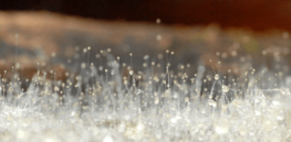 Key to creating tastier cultured meats and animal-free dairy? Fungi