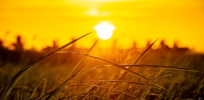 Viewpoint: We need crops that can withstand record-breaking heat waves. But so far, funding has lagged