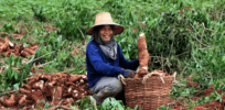 Thailand becomes 25th country to formally approve gene edited crops